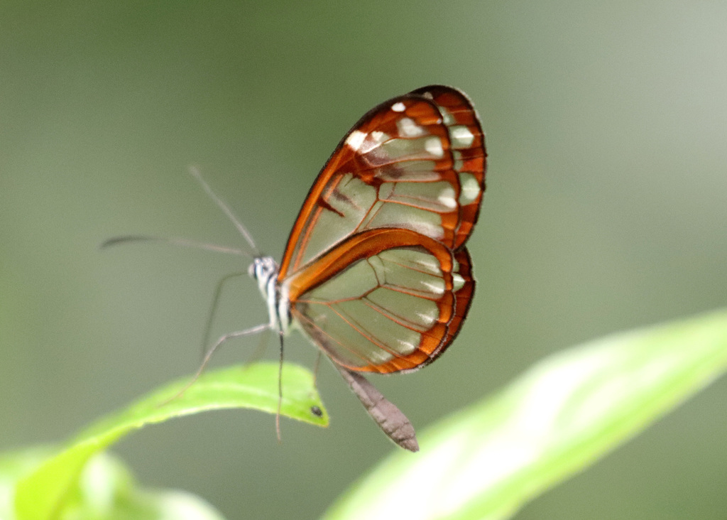 Vicina Clearwing