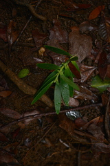 Agathis lanceolata