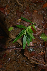Agathis lanceolata