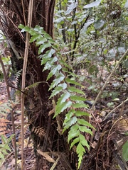 Asplenium polyodon image