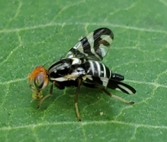 Rhagoletis striatella