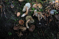 Inocybe nitidiuscula