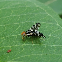 Rhagoletis striatella