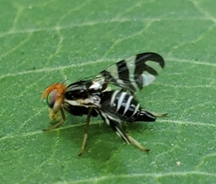 Rhagoletis striatella