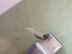 Callibaetis ferrugineus hageni