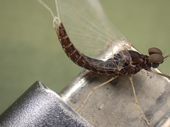 Callibaetis ferrugineus hageni