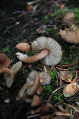 Inocybe nitidiuscula