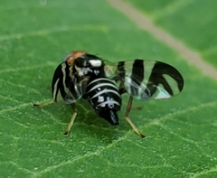 Rhagoletis striatella