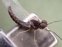 Callibaetis ferrugineus hageni