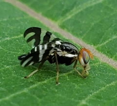 Rhagoletis striatella