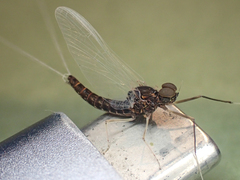 Callibaetis ferrugineus hageni