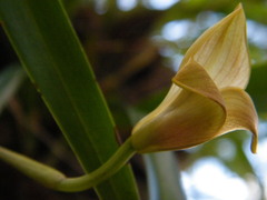Maxillaria egertoniana