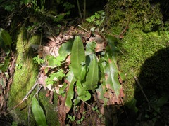 Asplenium scolopendrium americanum
