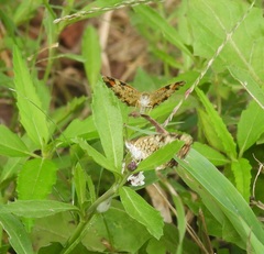 Phyciodes phaon