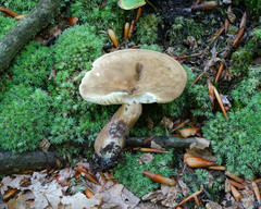Lactarius fuliginosus