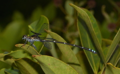 Caledopteryx maculata
