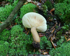 Lactarius fuliginosus