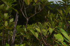 Caledopteryx maculata