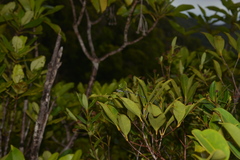 Caledopteryx maculata