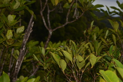 Caledopteryx maculata