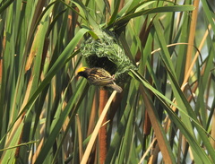 Ploceus manyar