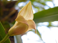 Maxillaria egertoniana