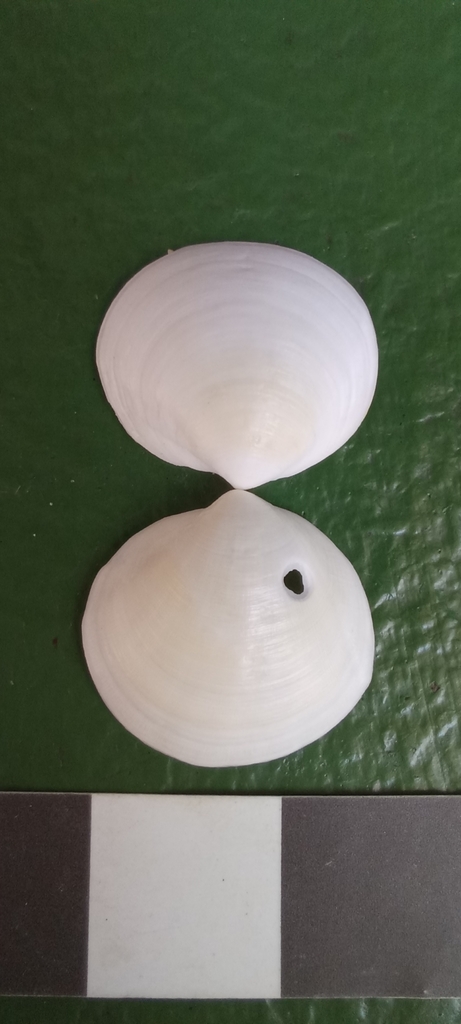 Myrteinae