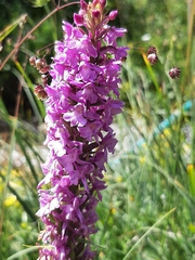 Gymnadenia densiflora