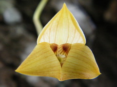 Maxillaria egertoniana
