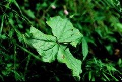 Trillium tschonoskii