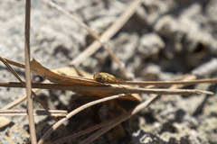 Chrysanthrax edititius