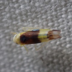 Empoa venusta