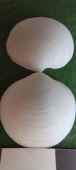 Monitilora ramsayi
