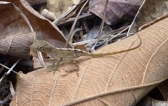 Anolis schwartzi