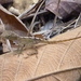 Schwartz' Anole - Photo (c) sea-kangaroo, some rights reserved (CC BY-NC-ND), uploaded by sea-kangaroo