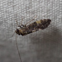 Myopsocidae