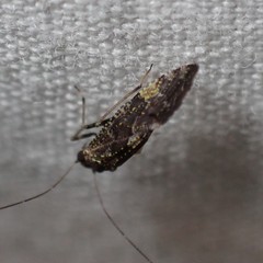 Myopsocidae