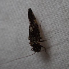 Myopsocidae