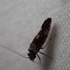 Myopsocidae