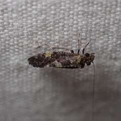 Myopsocidae