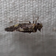 Myopsocidae