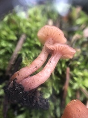 Laccaria laccata pallidifolia