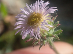 Erigeron nivalis