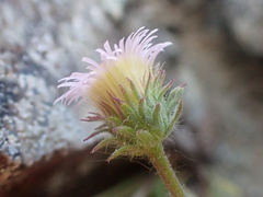 Erigeron nivalis