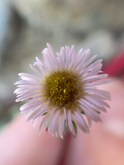 Erigeron nivalis