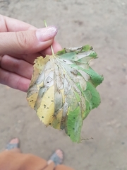 Phyllonorycter issikii