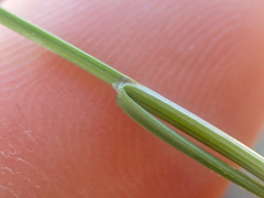 Carex micropoda