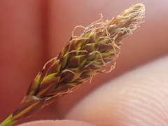 Carex micropoda