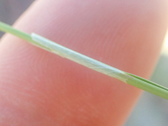 Carex micropoda