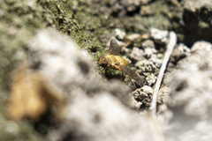 Chrysanthrax edititius